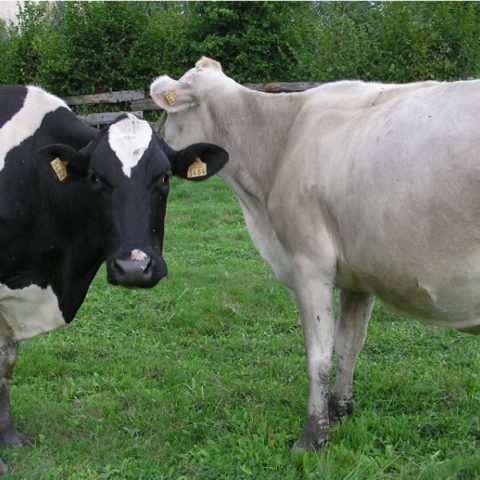 Gaec-des-Collines-du-Midi-delicesdu42-bio-fromages-steak-haché-vache-St-Genest-lerpt-Loire-42-St-Etienne