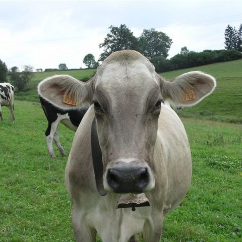 Gaec-des-Collines-du-Midi-delicesdu42-bio-fromages-steak-haché-vaches-St-Genest-lerpt-Loire-42-St-Etienne