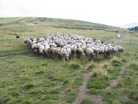 Fête du mouton à l’Estive de Garnier